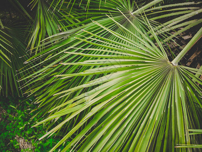 温暖的南方阳光明媚太阳光线穿过棕榈树的叶子棕榈叶特写图片