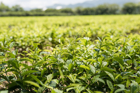 东鹿野茶树农场图片