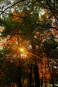 阳光透过树叶在秋天莫斯科图片