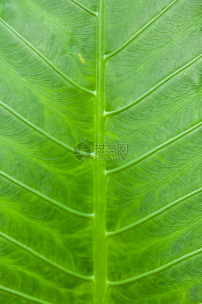 热带植物绿色叶图片