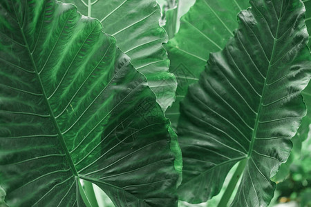 热带植物绿叶背景纹理图片