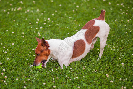 狗在草地上玩球杰克图片
