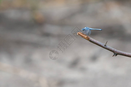 蓝色撇渣蜻蜓栖息在树枝上的特写照片图片