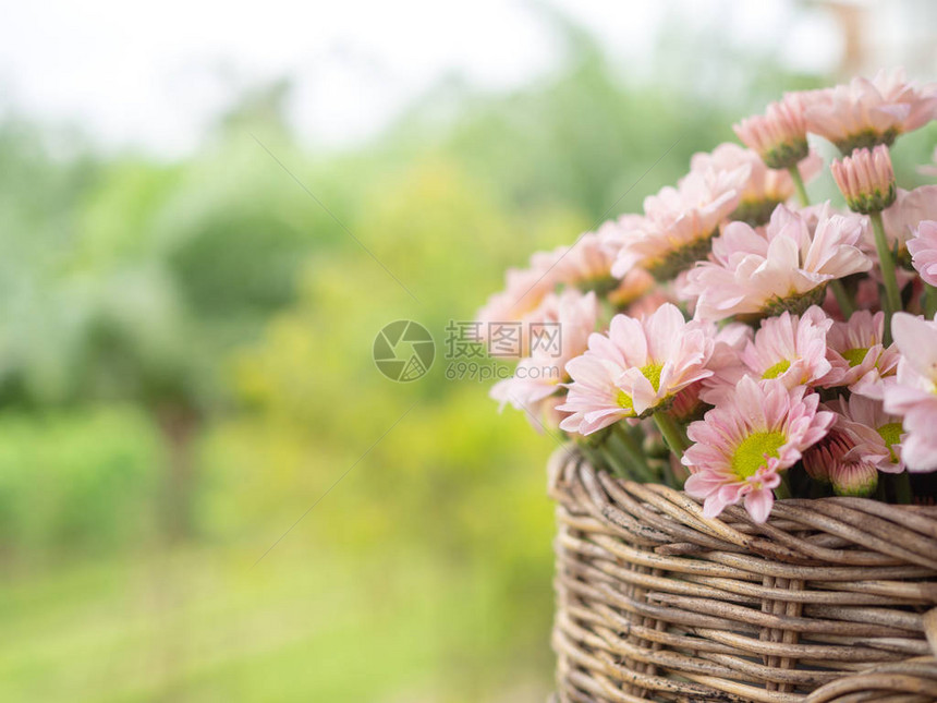 花篮中美丽而开阔的粉色和黄色菊花绿色自然背景图片