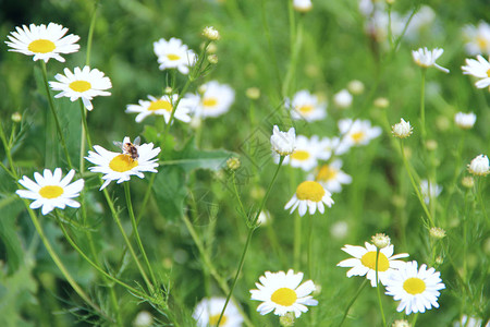 白色美丽的洋甘菊花在田野里盛开夏天的洋甘菊草本花图片