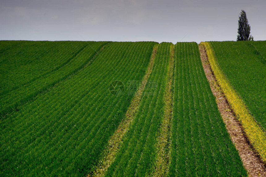夏初Sawbridgeworth的一个小麦田图片
