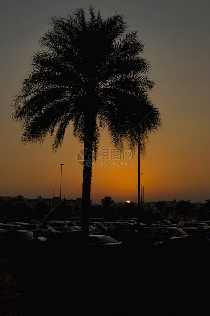 阿联酋迪拜棕榈树剪影的风景图片
