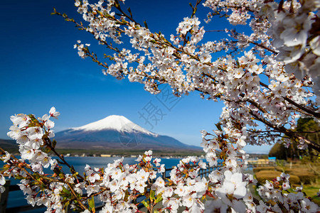 白樱花或清蓝天空的樱花图片