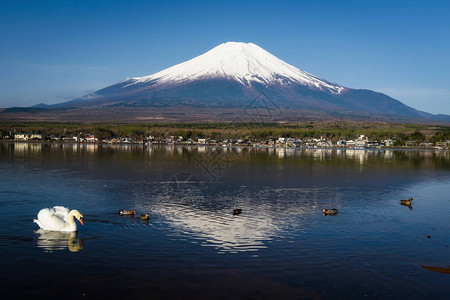 白天鹅在日本亚马纳卡Yamanaka湖游白天鹅图片