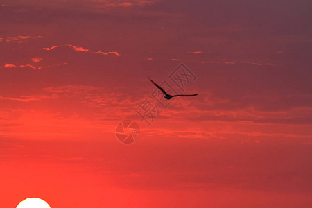 夕阳与鸟图片