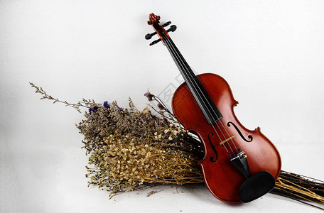 木小提琴将干花白色背景展示小提琴的身躯古董和艺术风格温柔的图片