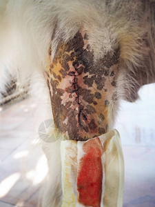 手术后的狗伤口图片