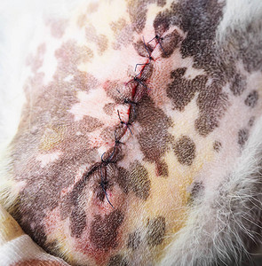 手术后的狗伤口图片
