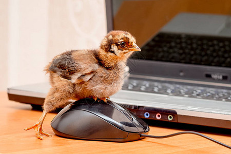 一只小鸡点击鼠标按钮图片