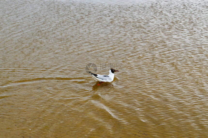 许多海鸥鸭子在湖上沙滩上的沙滩上有图片