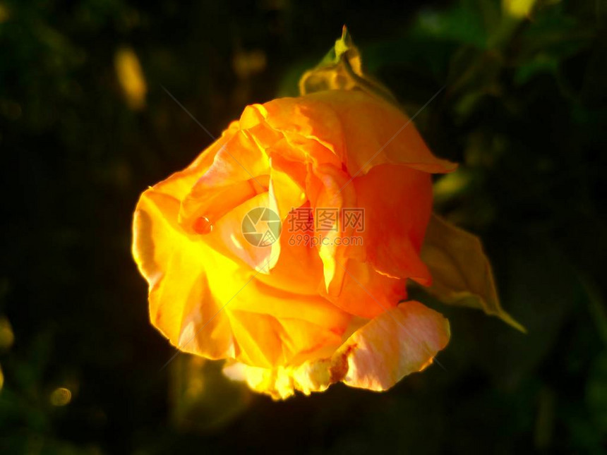 美丽的黄玫瑰芽在图片
