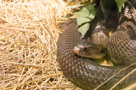 危险的野生蛇自然动物图片