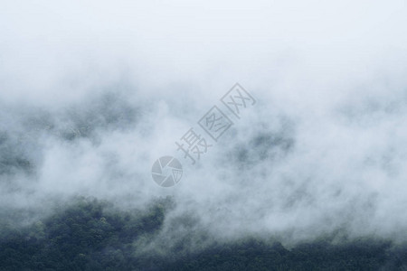 浓雾笼罩热带雨林的特写镜头图片
