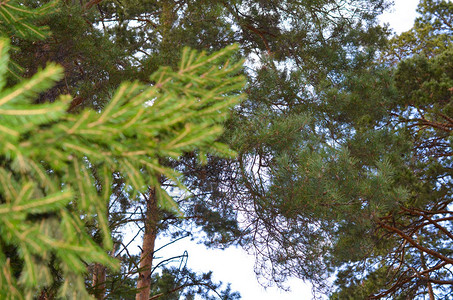 森林中云杉松树的绿枝特写图片