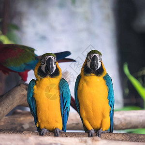 黄色和蓝色金刚鹦鹉阿拉叶绿化石鸟站在木上图片