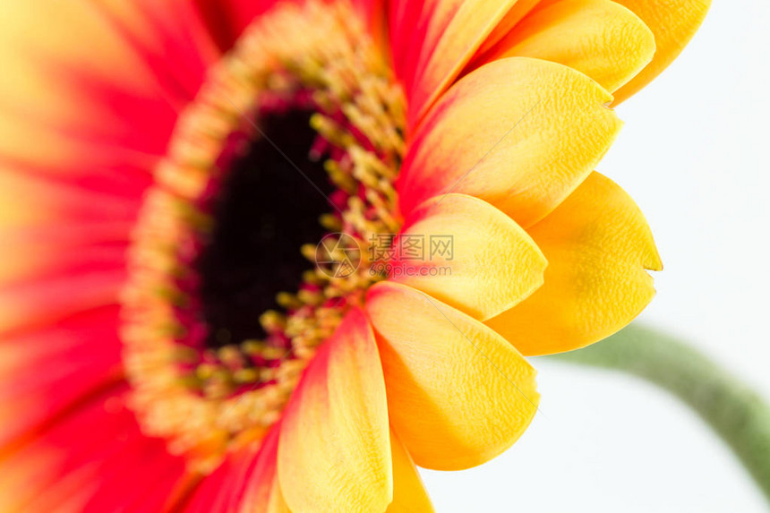 美丽的黄色和红色非洲菊花图片