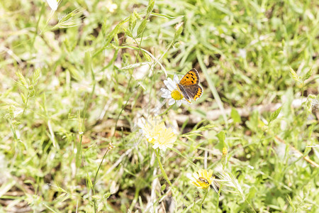 蝴蝶在花粉和花蜜上觅食图片