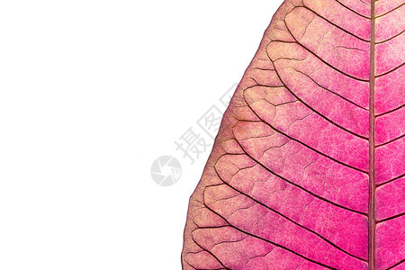 与枯萎的一品红花叶脉的纹理背景图片