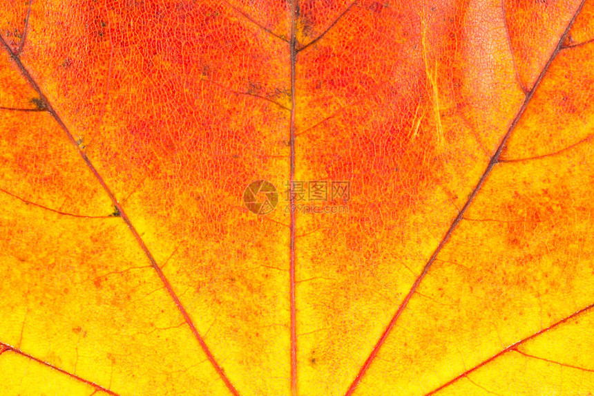 纹理与秋天叶脉图片