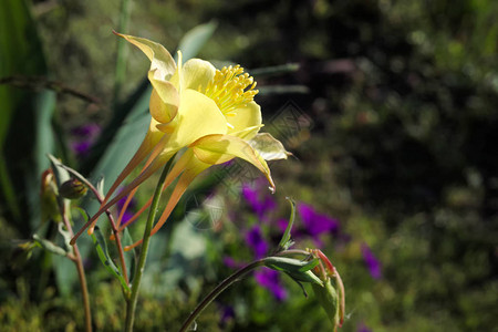 Columbine黄花Aqui图片