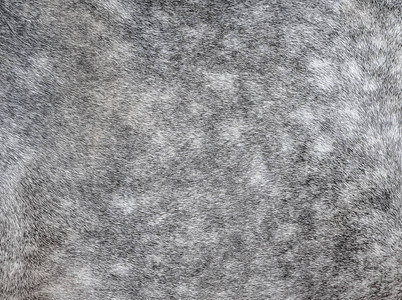灰色斑点马动物外套的质地灰色和白色的头发马皮真正的天然毛皮图片