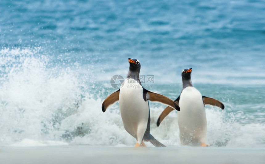 两只金图企鹅从大西洋上岸福图片