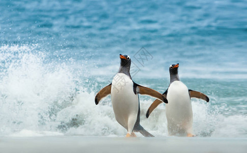 两只金图企鹅从大西洋上岸福图片