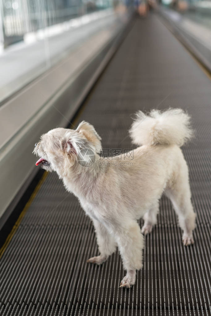 狗如此可爱的混合品种与西施博美犬和贵宾犬在travolator上旅行图片