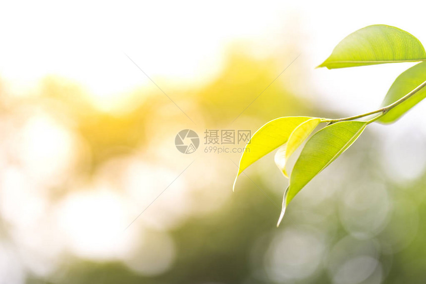 春天的树叶绿叶背景图片