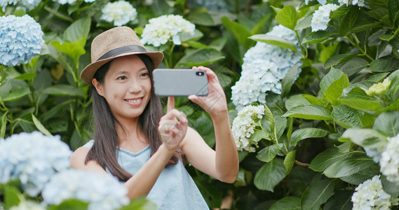 在Hydrangea农场拍照图片