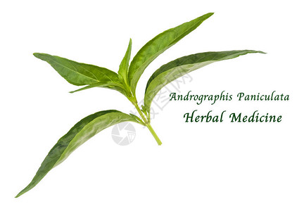 在白色背景隔绝的菜和草本Kariyat或穿心莲植物阿育吠陀草药用于治疗感背景图片