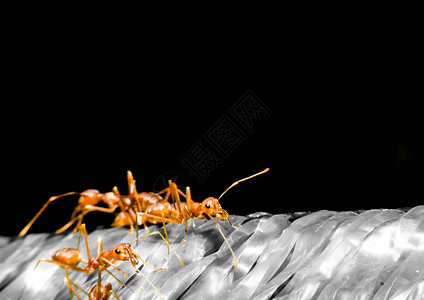 收近关于蚂蚁红图片