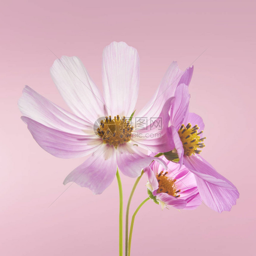粉红背景的美丽的粉色糊面粉花创造花卉布局图片