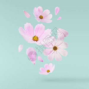 美丽飞动的粉色花朵图片