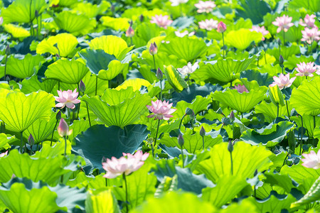 池塘里的莲花或睡莲花图片