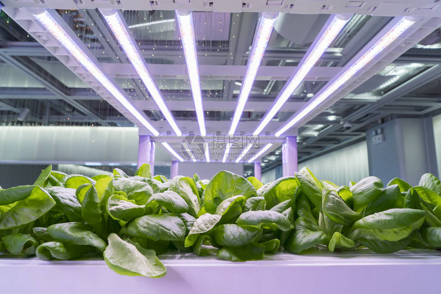 Brassica人蔬菜与LED轻式室内农场农业图片