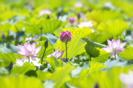 池塘里盛开的莲花或睡莲花图片