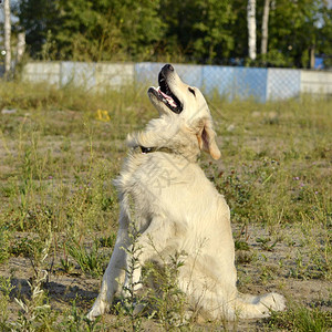 狗执行主人的命令拉布多猎犬听话的小狗幼犬教育犬类学幼犬强化训练年轻精力充沛的狗在散步背景图片