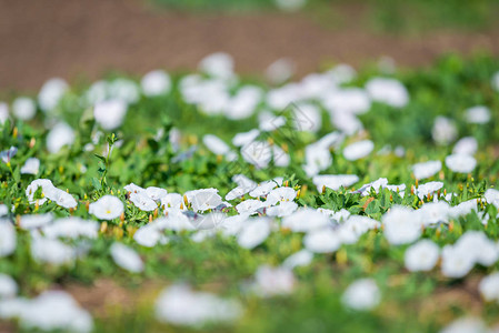 鲜花田结合或混凝土腐烂白花在植高清图片