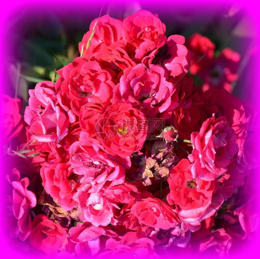 美丽的玫瑰花夏日中花园的花真漂亮阳图片