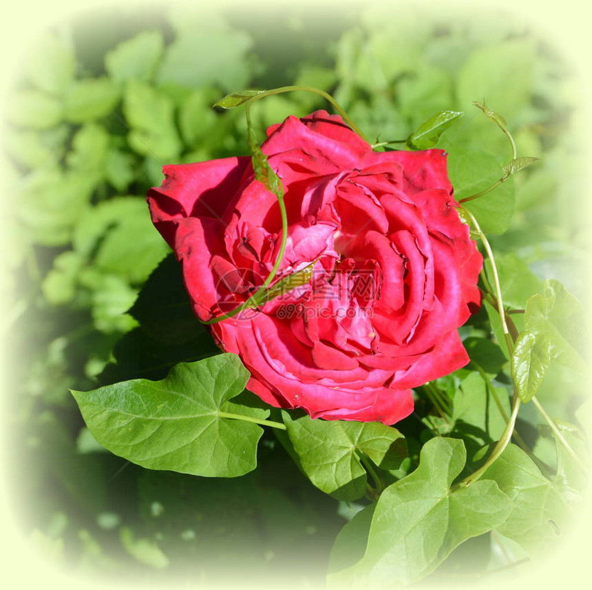 美丽的玫瑰花夏日中花园的花朵很漂亮阳图片