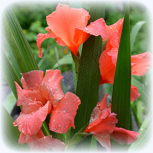 红色的Gladiolus图片