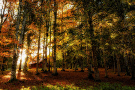 秋天树木间的木屋图片