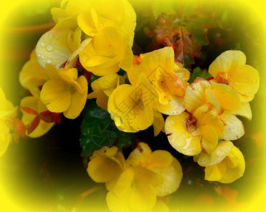 黄色格拉迪奥拉夏日中花园的花朵很漂图片