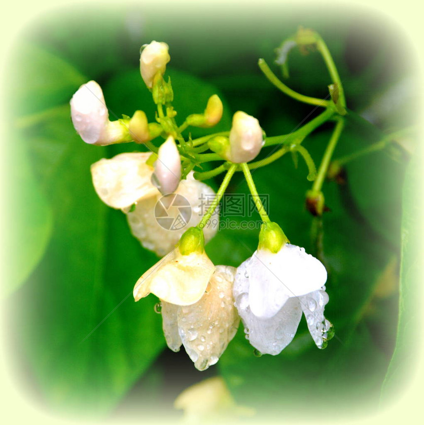 小豆夏日中花园的花朵真漂亮阳图片